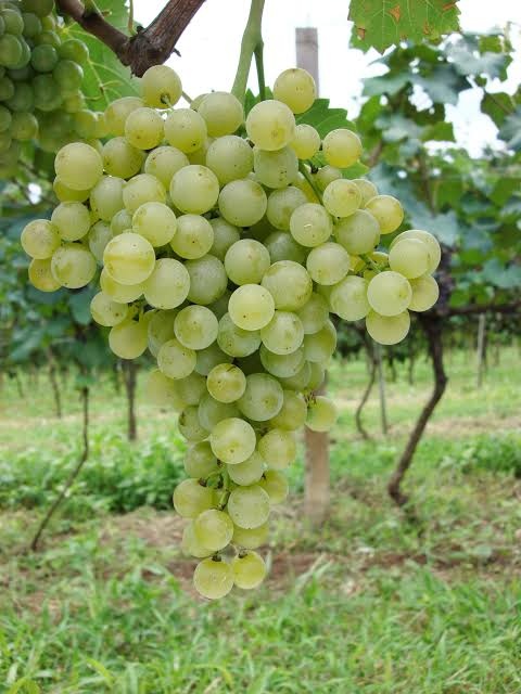 WhatsApp Image 2025-09-26 at 14.10.54