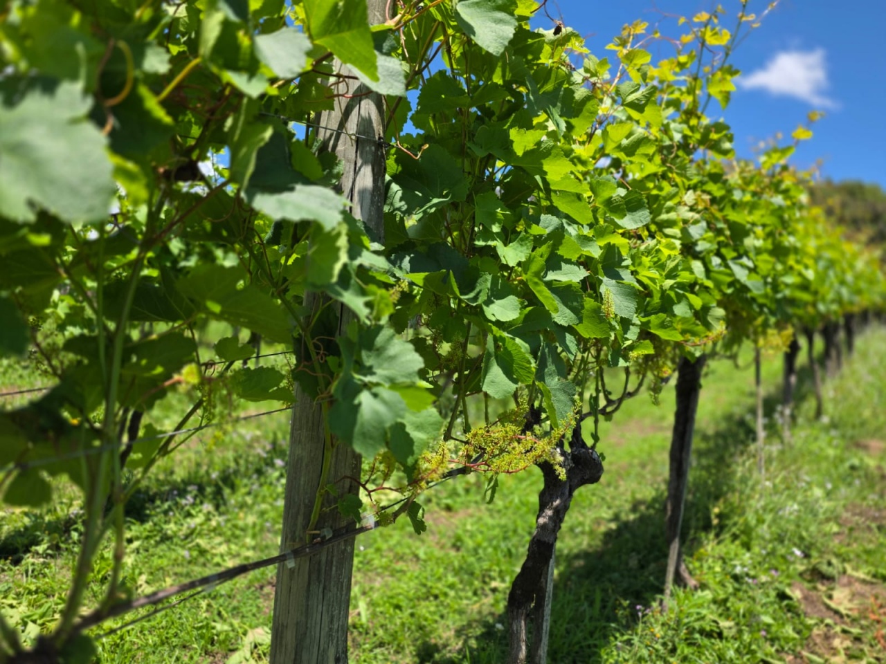 WhatsApp Image 2025-11-04 at 13.29.40 (1)