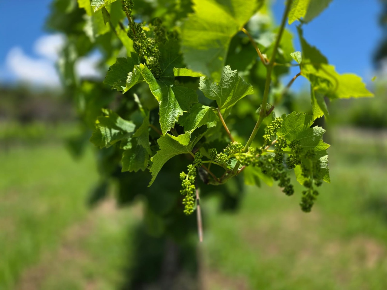 WhatsApp Image 2025-11-04 at 13.29.40 (1)