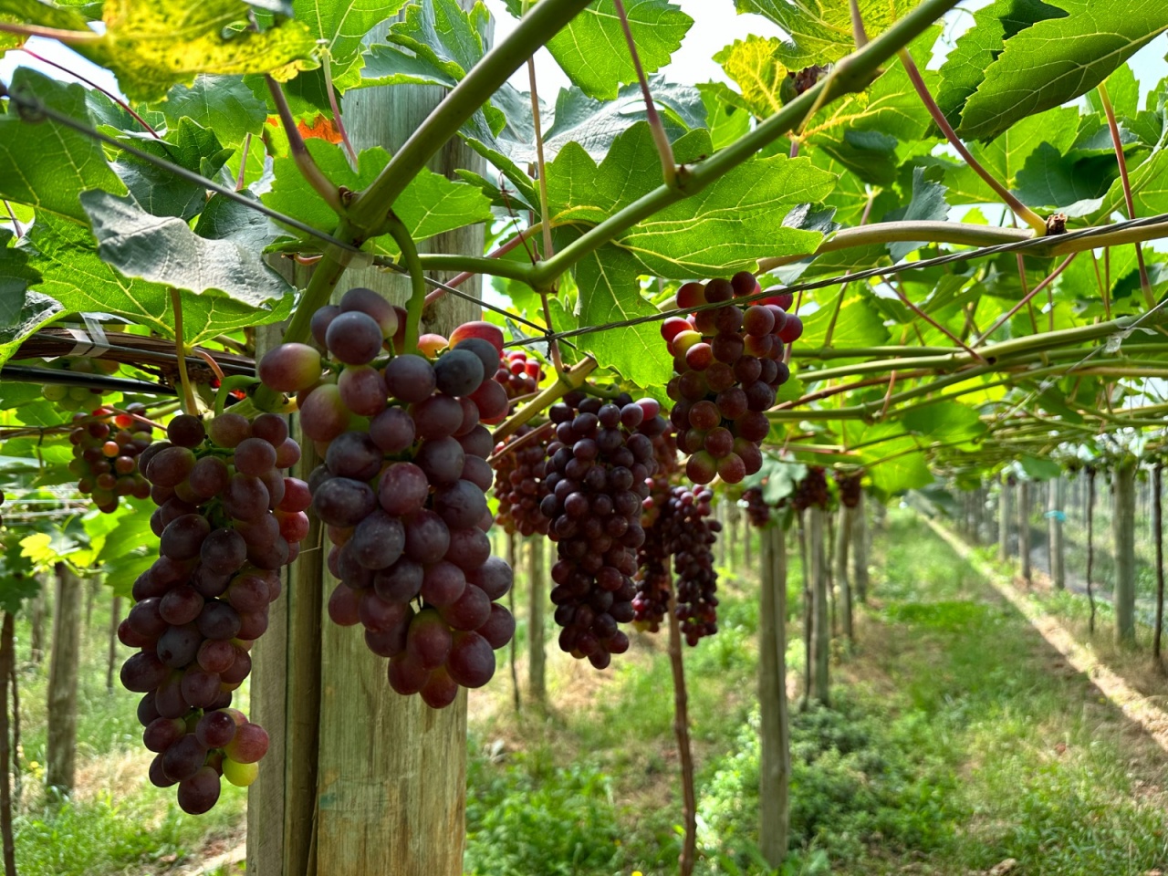 WhatsApp Image 2025-05-19 at 14.15.51