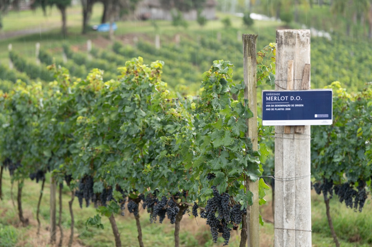 WhatsApp Image 2025-03-18 at 11.19.49